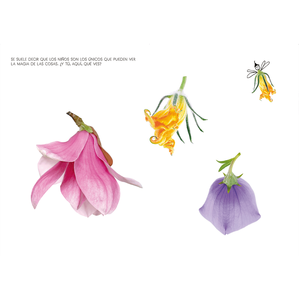 veo-veo