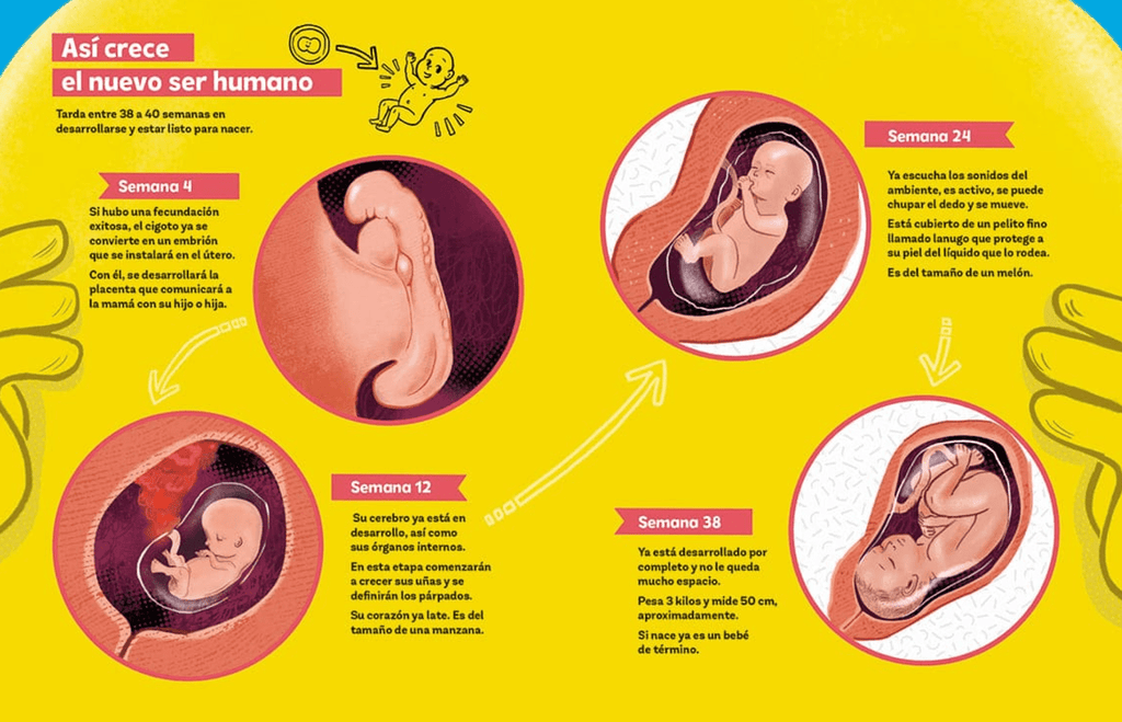 como-se-crea-un-ser-humano
