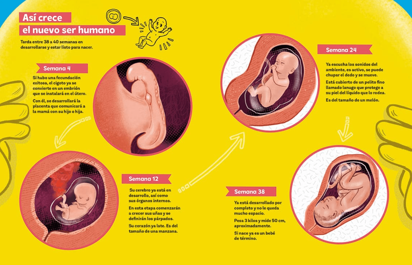 como-se-crea-un-ser-humano
